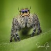 SPIDER